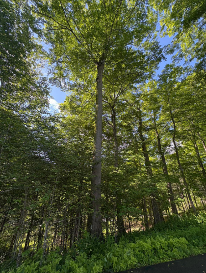 trees